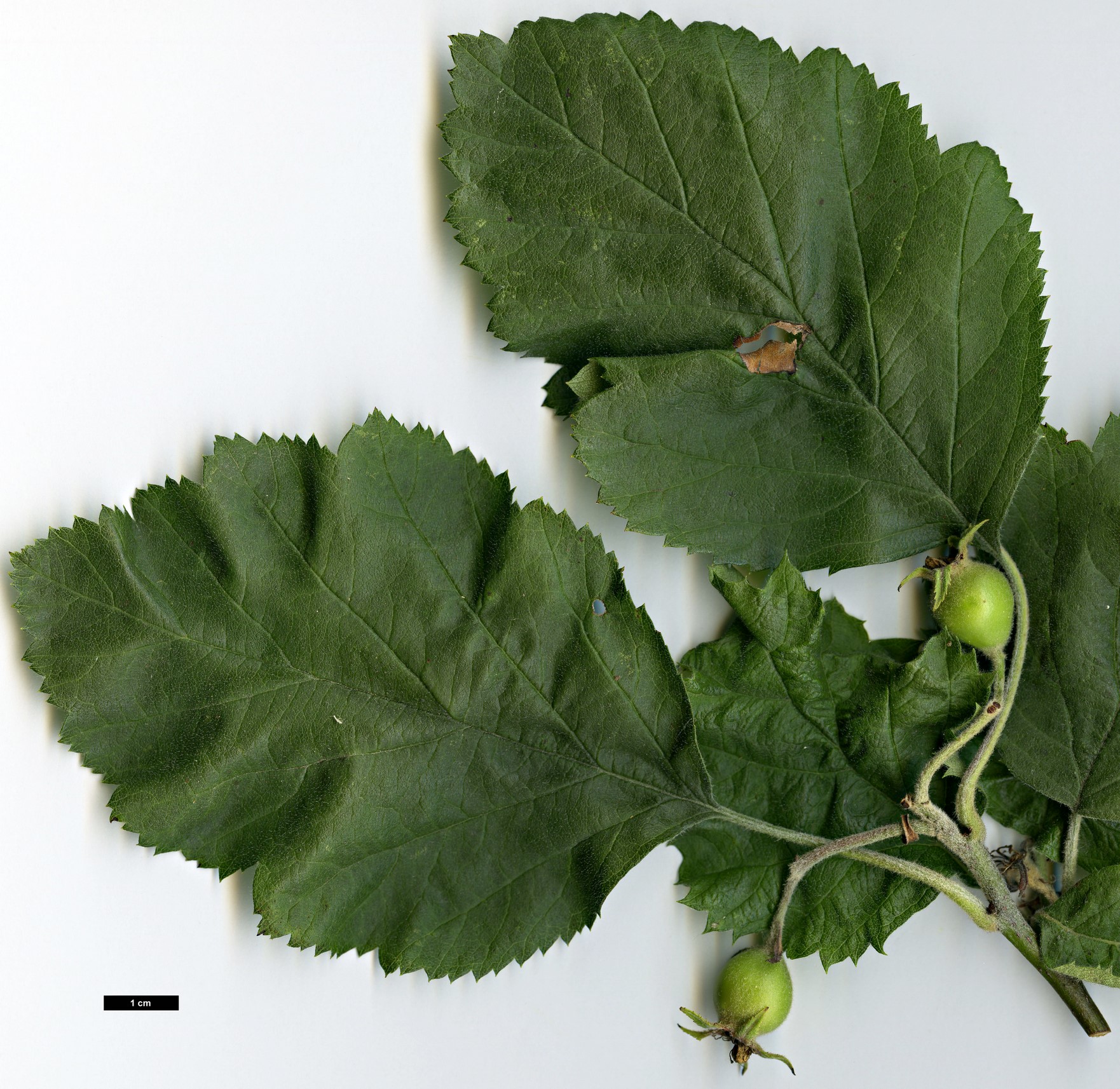 High resolution image: Family: Rosaceae - Genus: Crataegus - Taxon: mollis - SpeciesSub: var. dumetosa